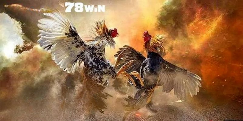 Các kèo đá gà 78WIN phổ biến để người chơi lựa chọn