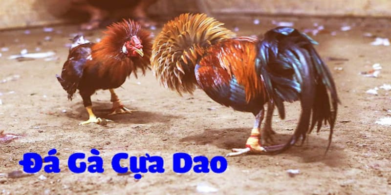 Thông tin về đặt cược đá gà cựa dao 78WIN